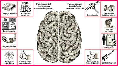 Los cinco sentidos del cerebro derecho y la función de percepción extrasensorial